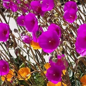 Rare rock purslane/calandrinia spectabilis, the most hardy succulents, 6” large cuttings or well rooted plant, landscape highlights