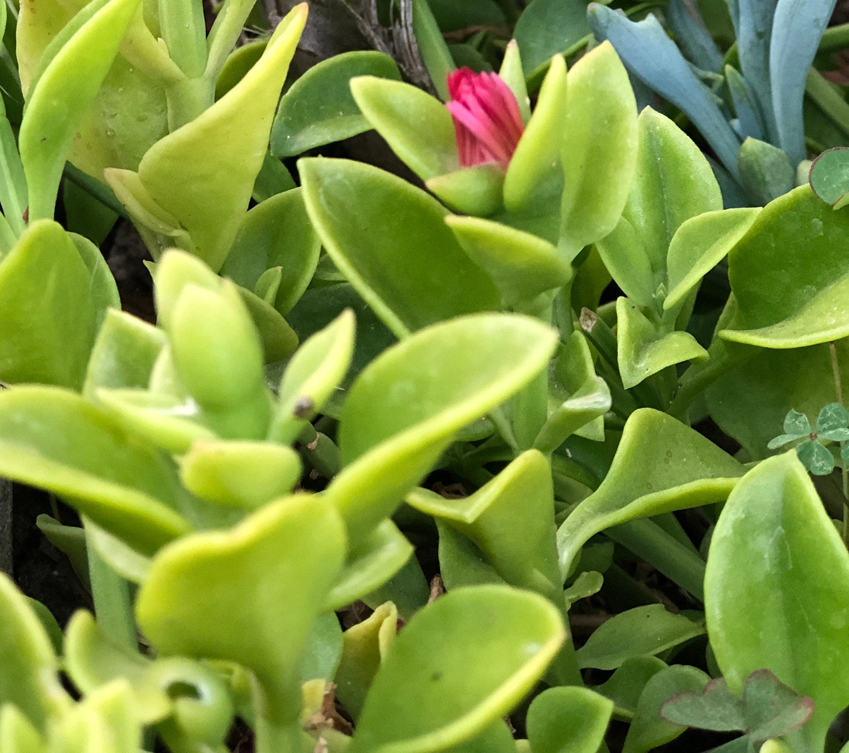 Red Apple Ice Plant 'baby Sun Rose' Ground Cover Etsy UK
