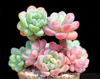 Sedum Treleasei，Rare fragrant succulent, rooted, 5+ years matured plants, gallon size available