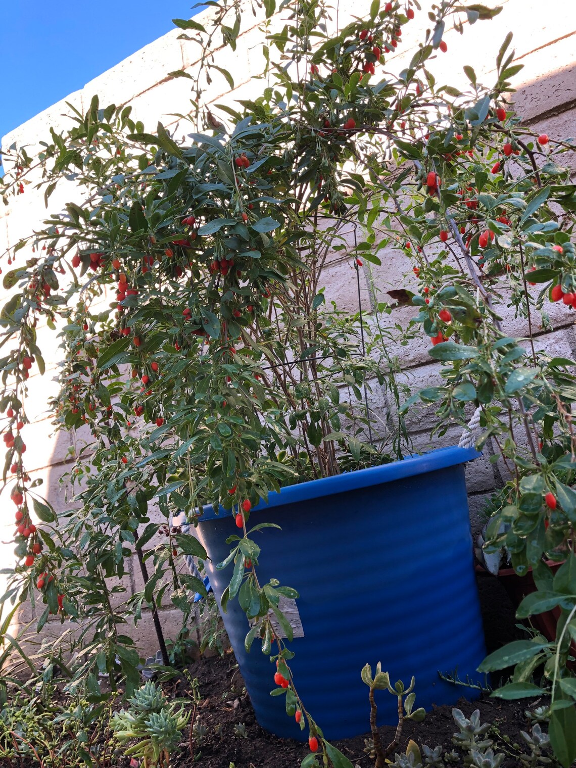 Rooted Goji berry plant in one pot organic edible berry 8 Etsy