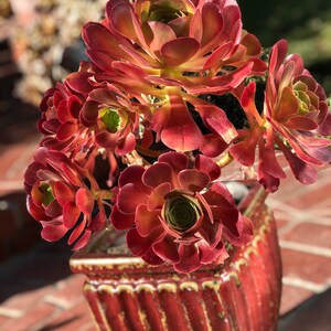 May include: A red and green succulent plant in a red and gold decorative pot. The plant has multiple rosettes of leaves.