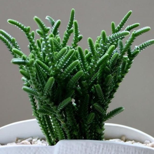 Watch chain, zipper plant, crassula muscosa, princess pine, miniature tree for bonsai, super low maintenance, stem cuttings