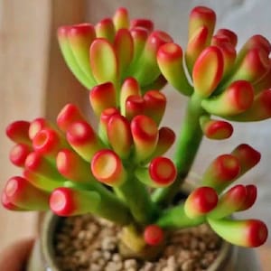 May include: A succulent plant with bright green stems and red-tipped leaves. The plant is potted in a small brown pot.