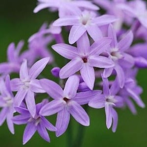 15 bulbs, Society Garlic, Tulbaghia Violacea, super easy to grow and multiply, purple flowers last two seasons