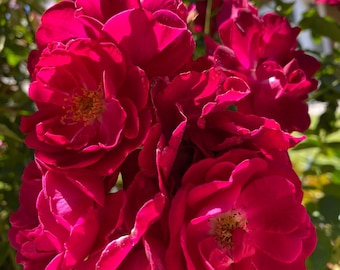 May include: A cluster of vibrant magenta roses with a deep pink hue, showcasing their delicate petals and prominent yellow centers. The roses are in full bloom, creating a beautiful display of natural beauty.