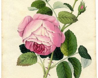 Pink Cabbage Rose | Etsy