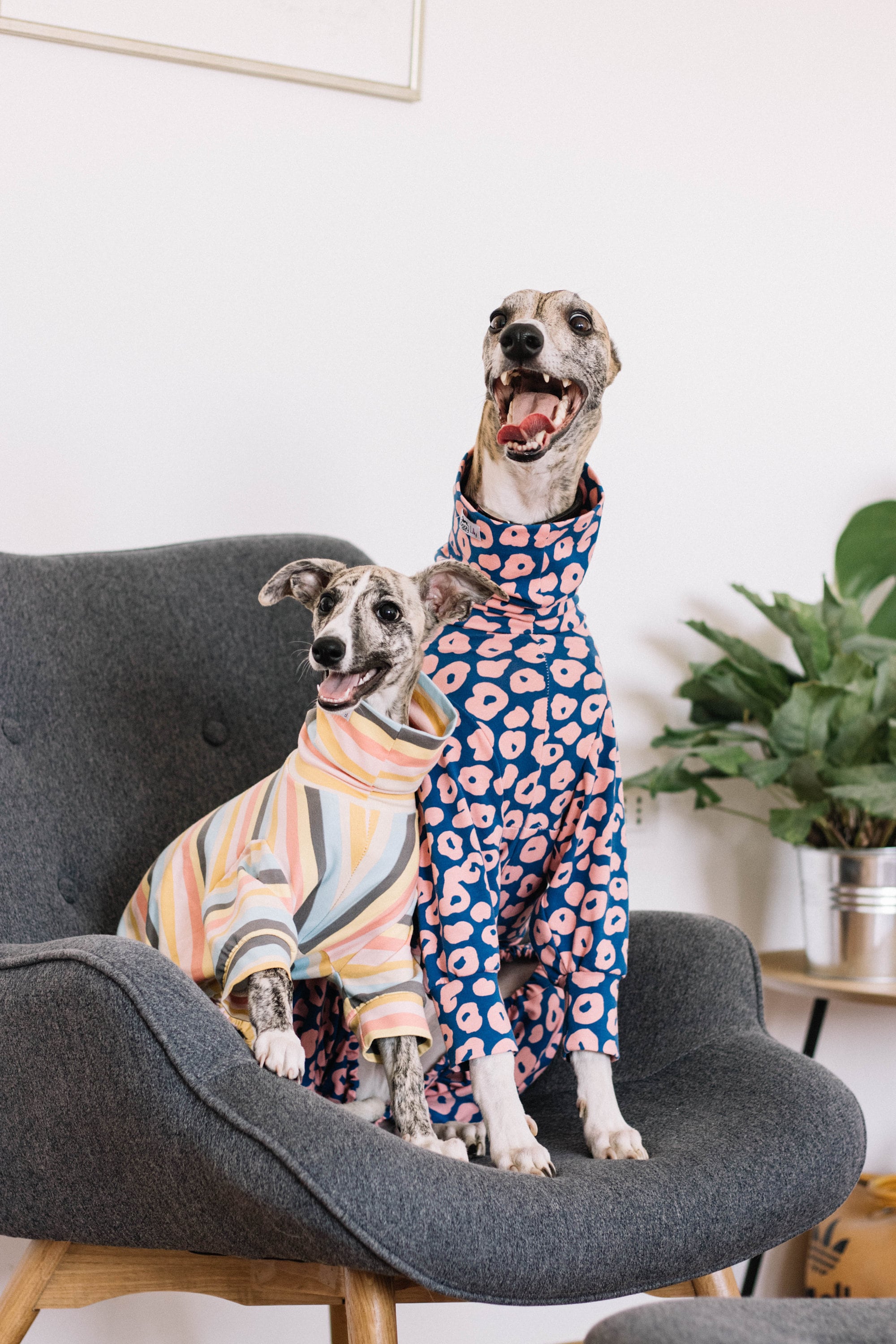 Custom made Whippet pajama puppy pajama custom made dog Etsy