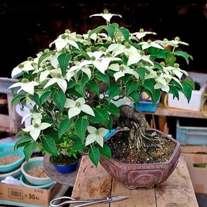 Dogwood Bonsai Seeds | 10pk 95% Germination W Instructions (Flowering)