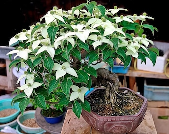 Dogwood Bonsai Seeds | 10pk 95% Germination W Instructions (Flowering)