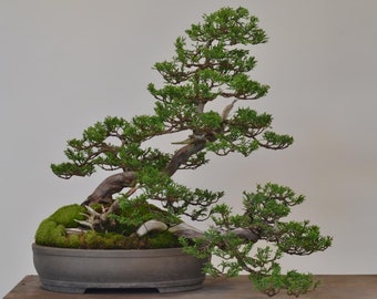 Cedar Bonsai Seeds | 15pk 91% Germination W INSTRUCTIONS (Cedrus Deodara)