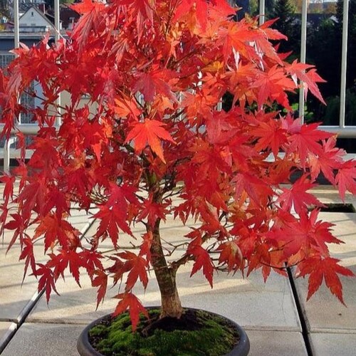 Red Japanese Maple Bonsai Seeds 10pk 91 Germination W Etsy