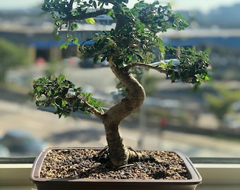 Chinese Elm Bonsai Seeds | 10Pk 83% Germination W Instructions