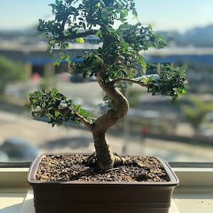 Chinese Elm Bonsai Seeds | 10Pk 83% Germination W Instructions