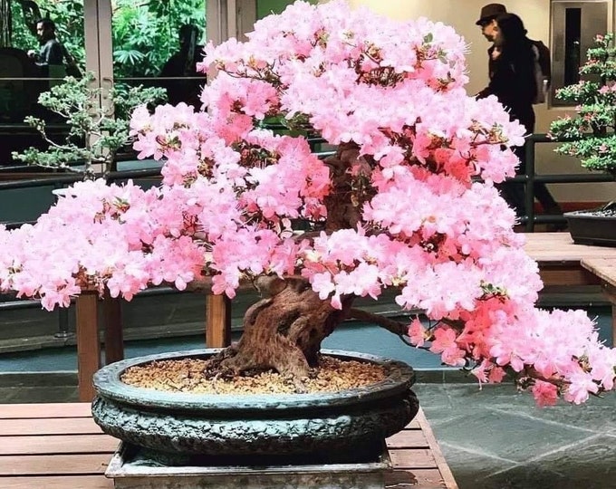 Weeping cherry bonsai seeds | 10pk W INSTRUCTIONS 91% germination (Flowering)