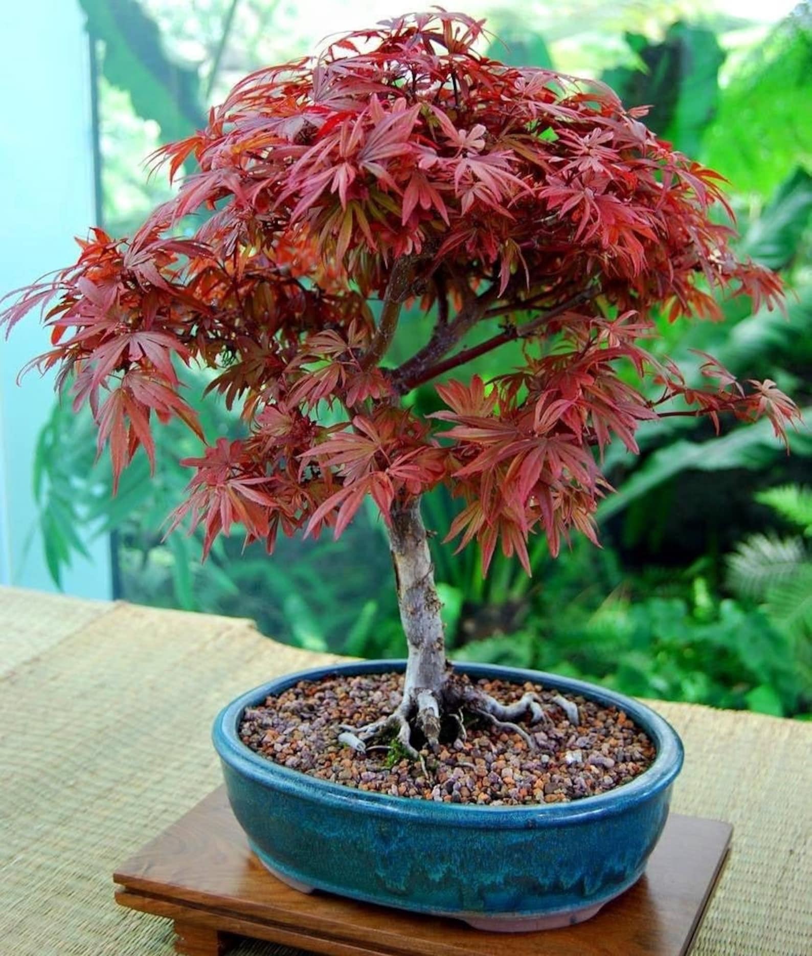 Red Japanese Maple Bonsai Seeds 10pk 91 Germination W Instructions