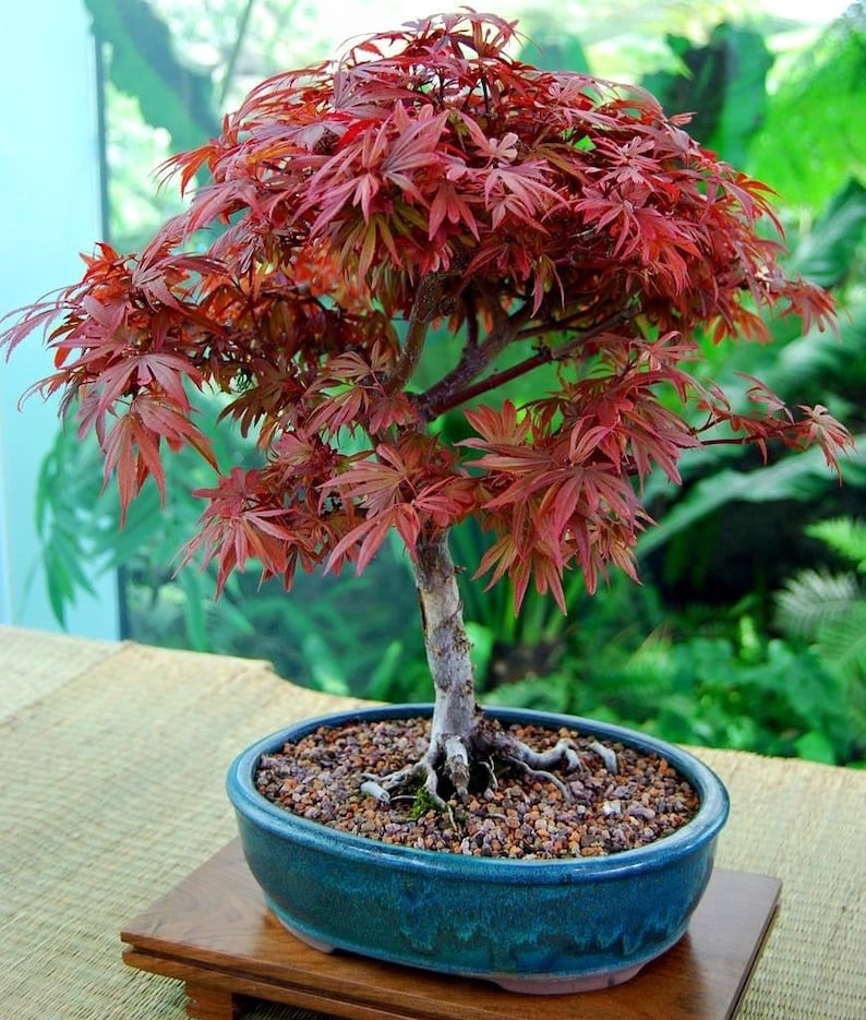 Red Japanese Maple Bonsai Seeds 10pk 91 Germination W Etsy