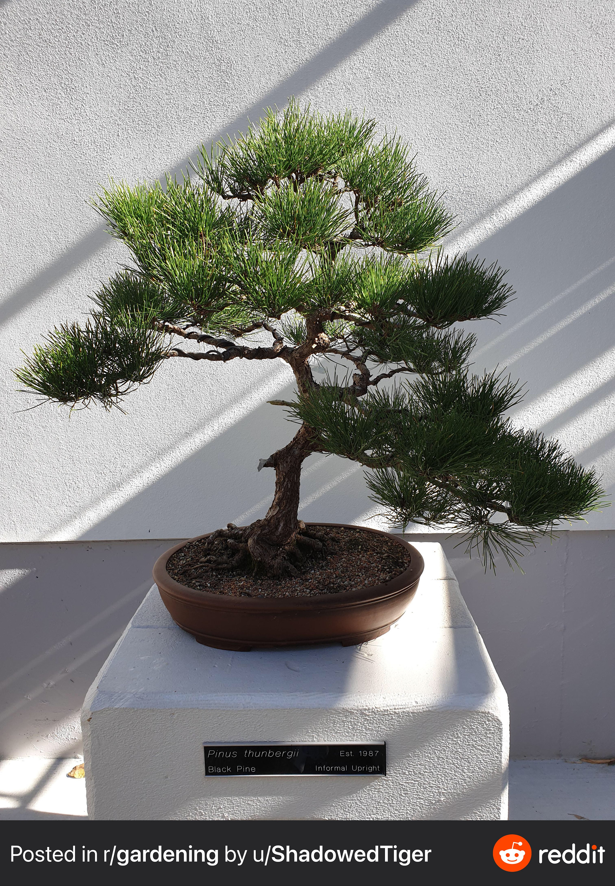 Japanese Black Pine Bonsai Seeds | 10pk 83% Germination W Instructions -  Etsy