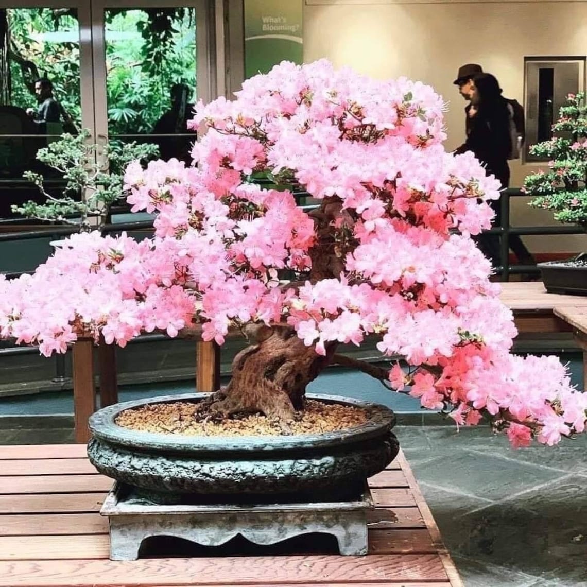 10. Gift Of Nature: Cherry Bonsai For A Unique And Inspiring Present