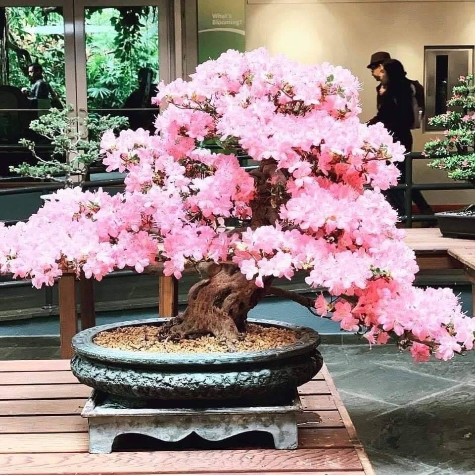 盆栽 piera Weeping Cherry Bonsai Seeds | 10pk W INSTRUCTIONS 91