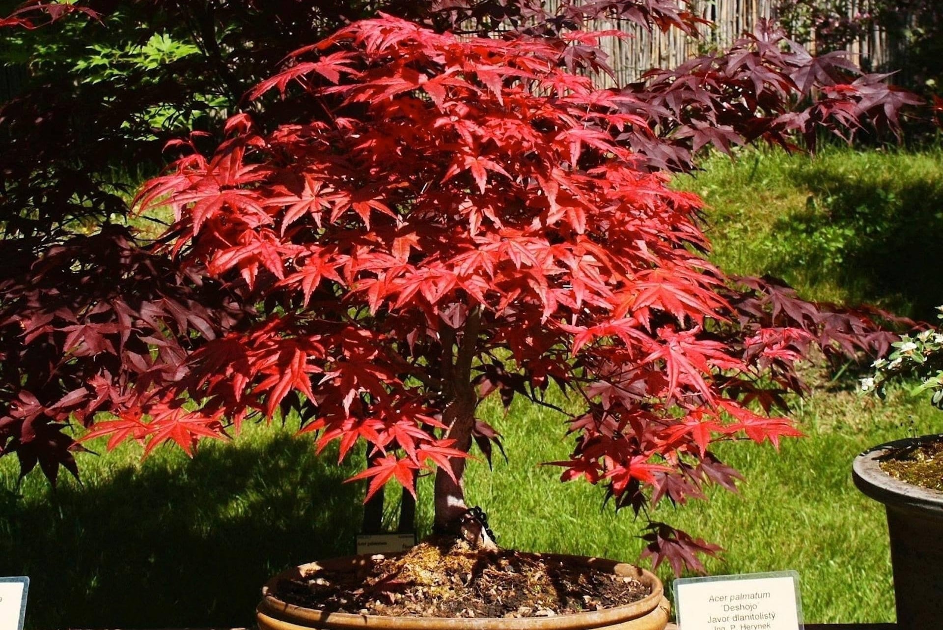 Red Japanese Maple Bonsai Seeds Ever Red 10Pk 91 Germination W