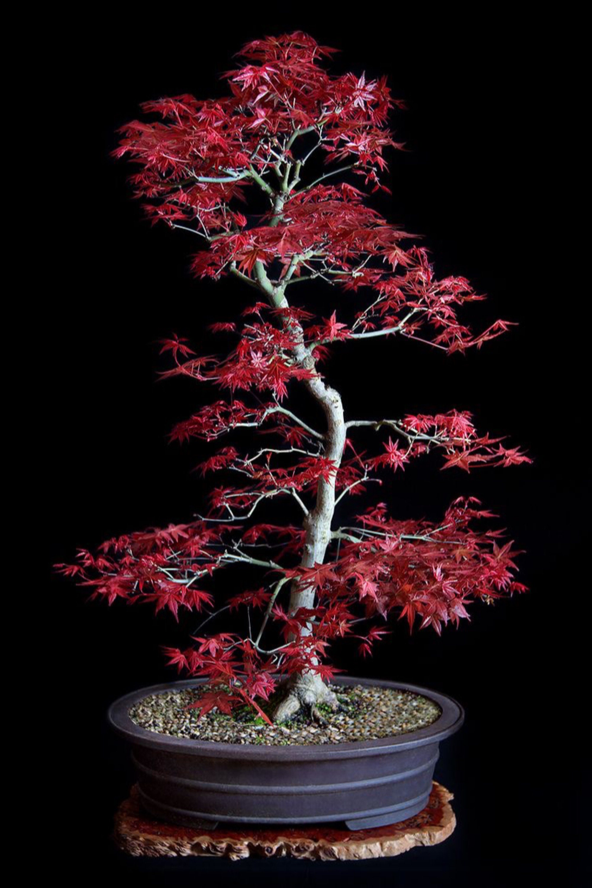 Red Japanese Maple Bonsai Seeds Ever Red 10Pk 91 Germination W
