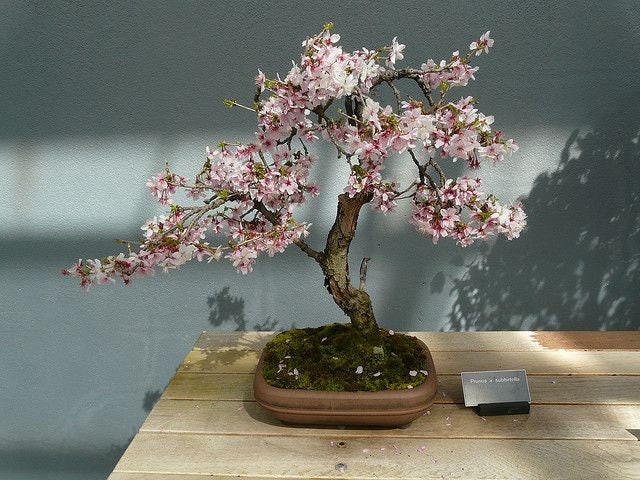 Weeping Cherry Bonsai Seeds | 10pk W INSTRUCTIONS 91% Germination