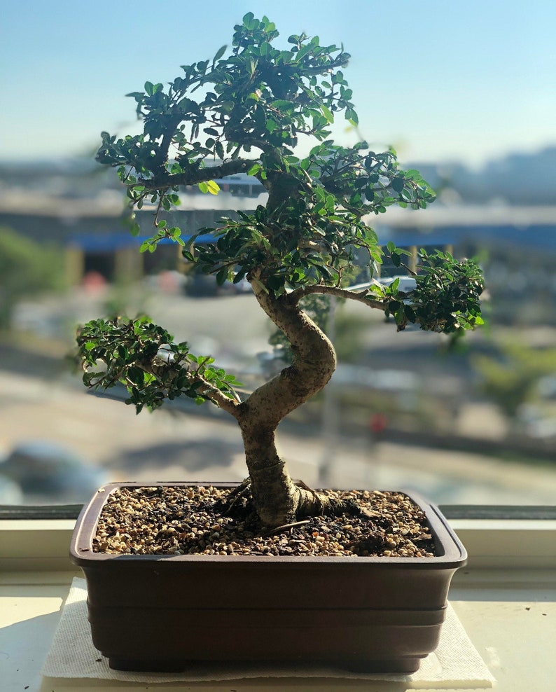 Chinese Elm Bonsai Seeds 10pk 83 Germination W Instructions Etsy