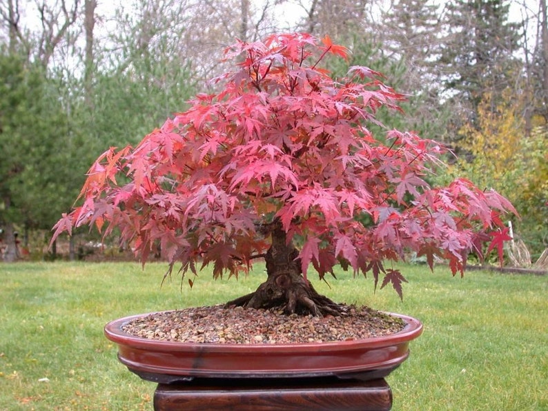 Red Japanese Maple Bonsai Seeds 10pk 91 Germination W Etsy