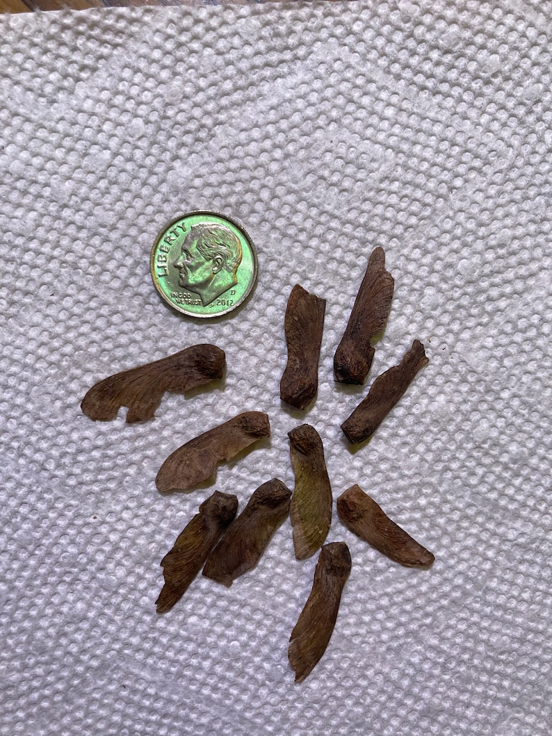 Red Japanese Maple Bonsai Seeds 10pk 91 Germination W Etsy