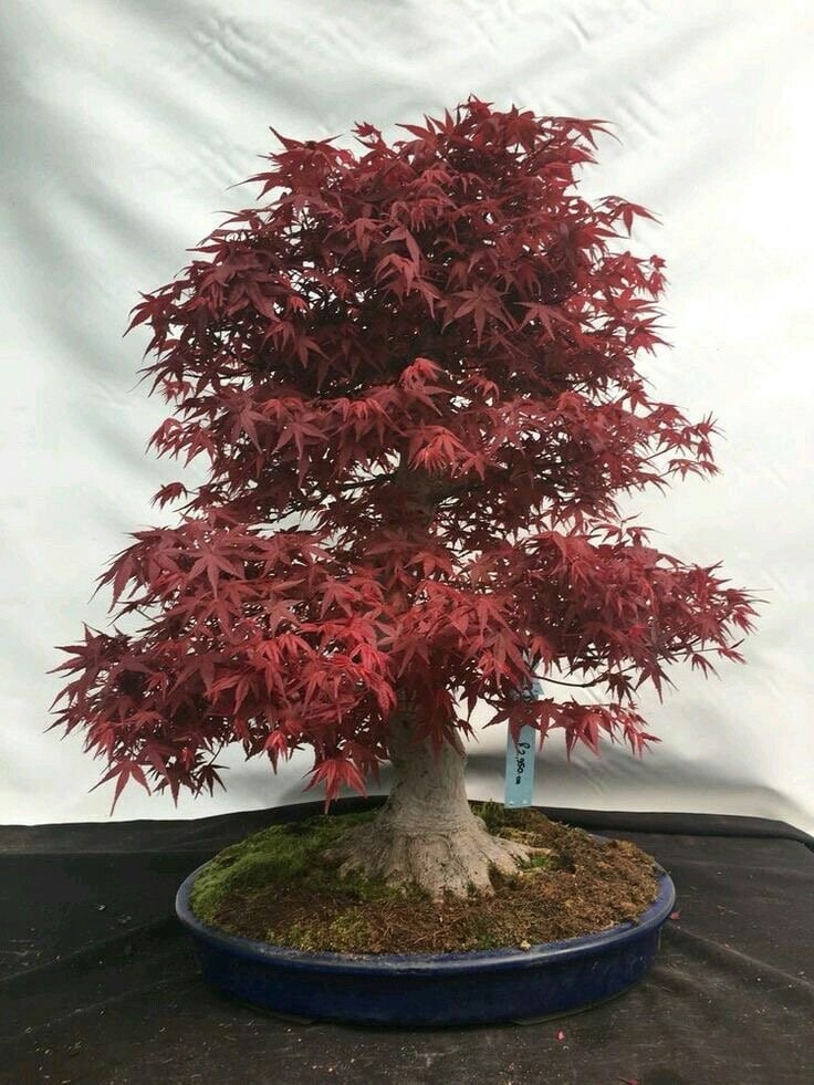 Red Japanese Maple Bonsai Seeds | 10pk 91% Germination W
