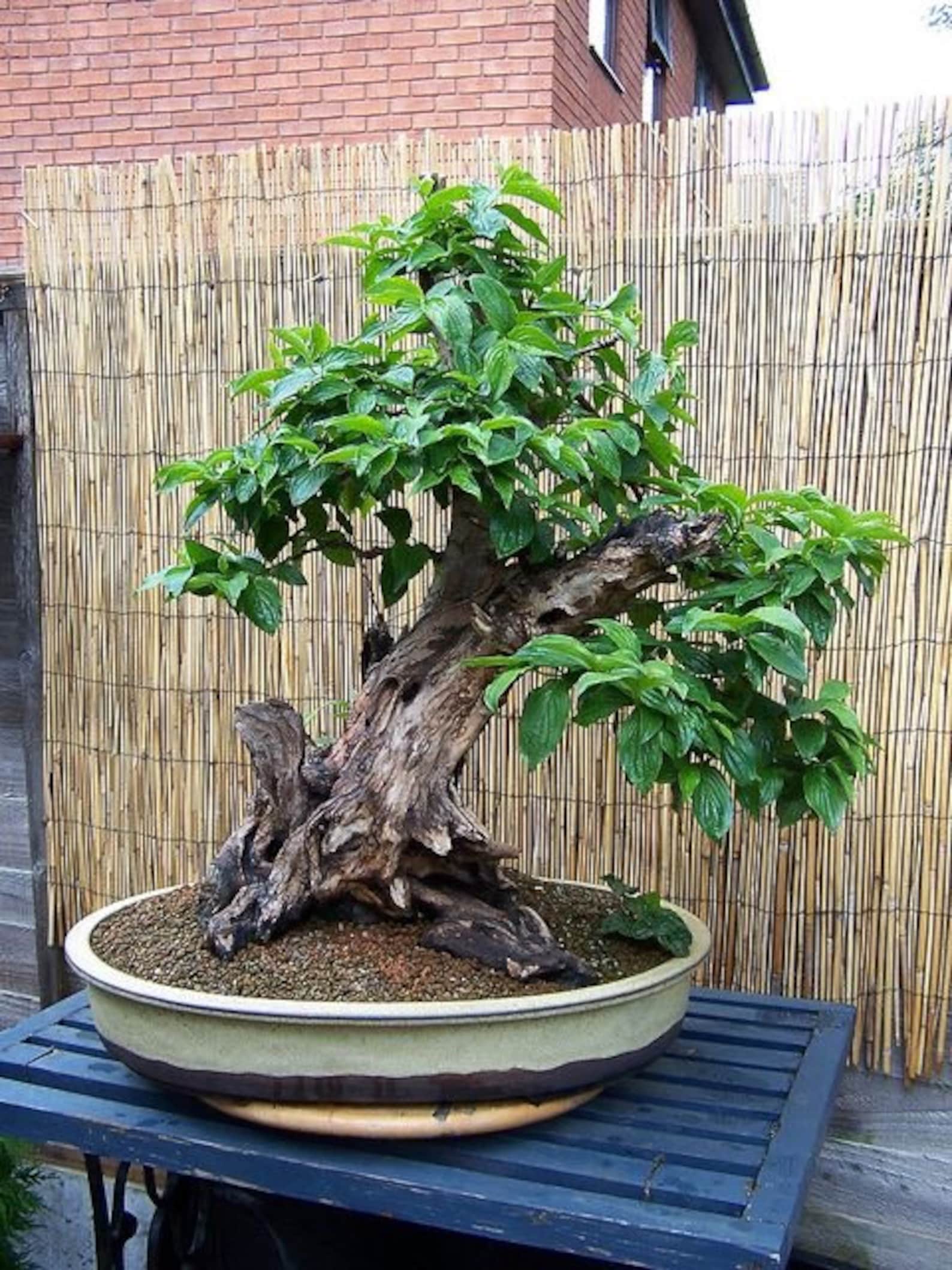 Dogwood Bonsai Seeds 10pk 95 Germination W Instructions Etsy