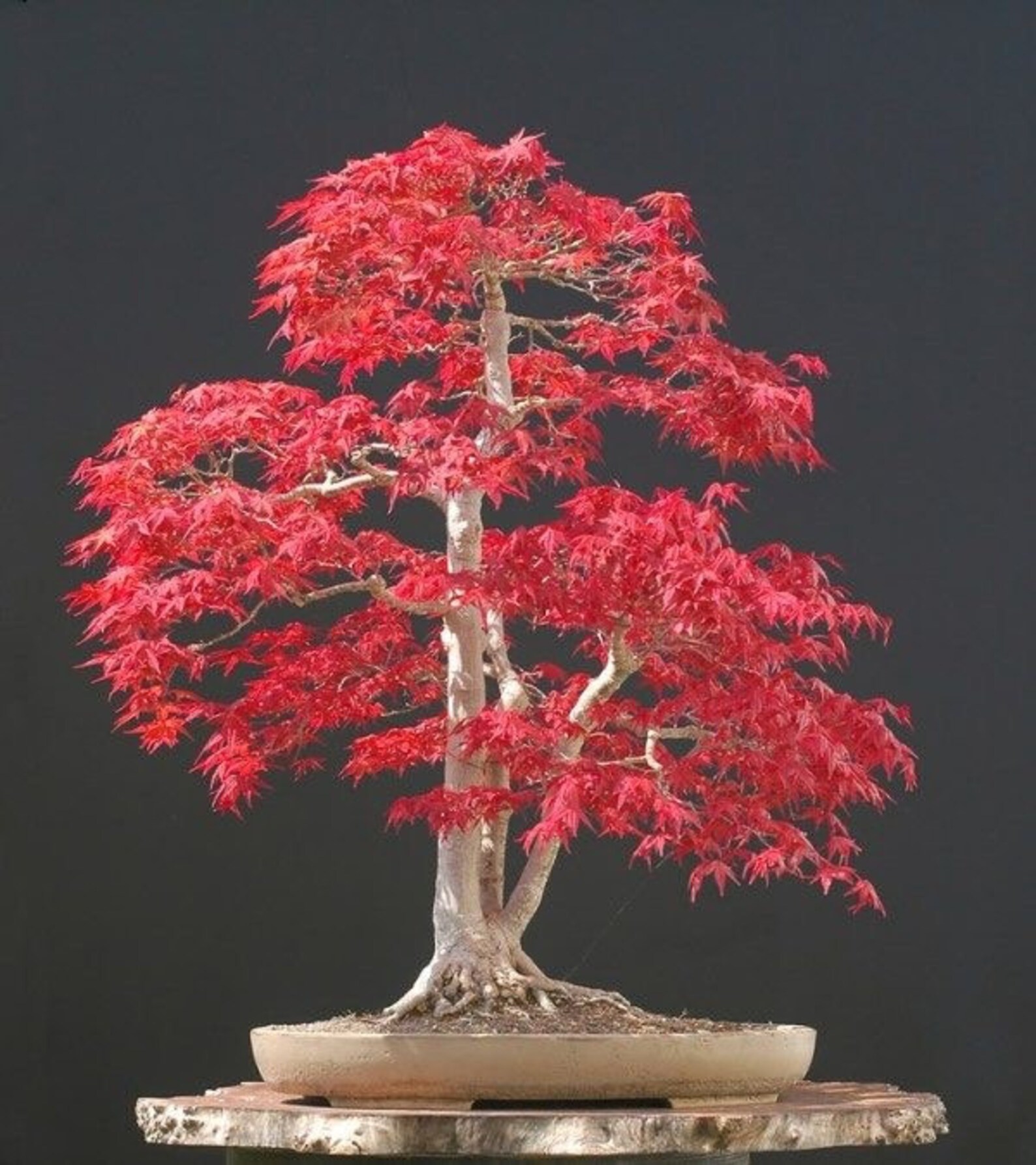 Red Japanese Maple Bonsai Seeds 10pk 91 Germination W Instructions