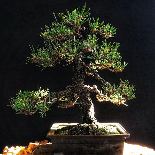 Japanese Black Pine Bonsai Tree Etsy