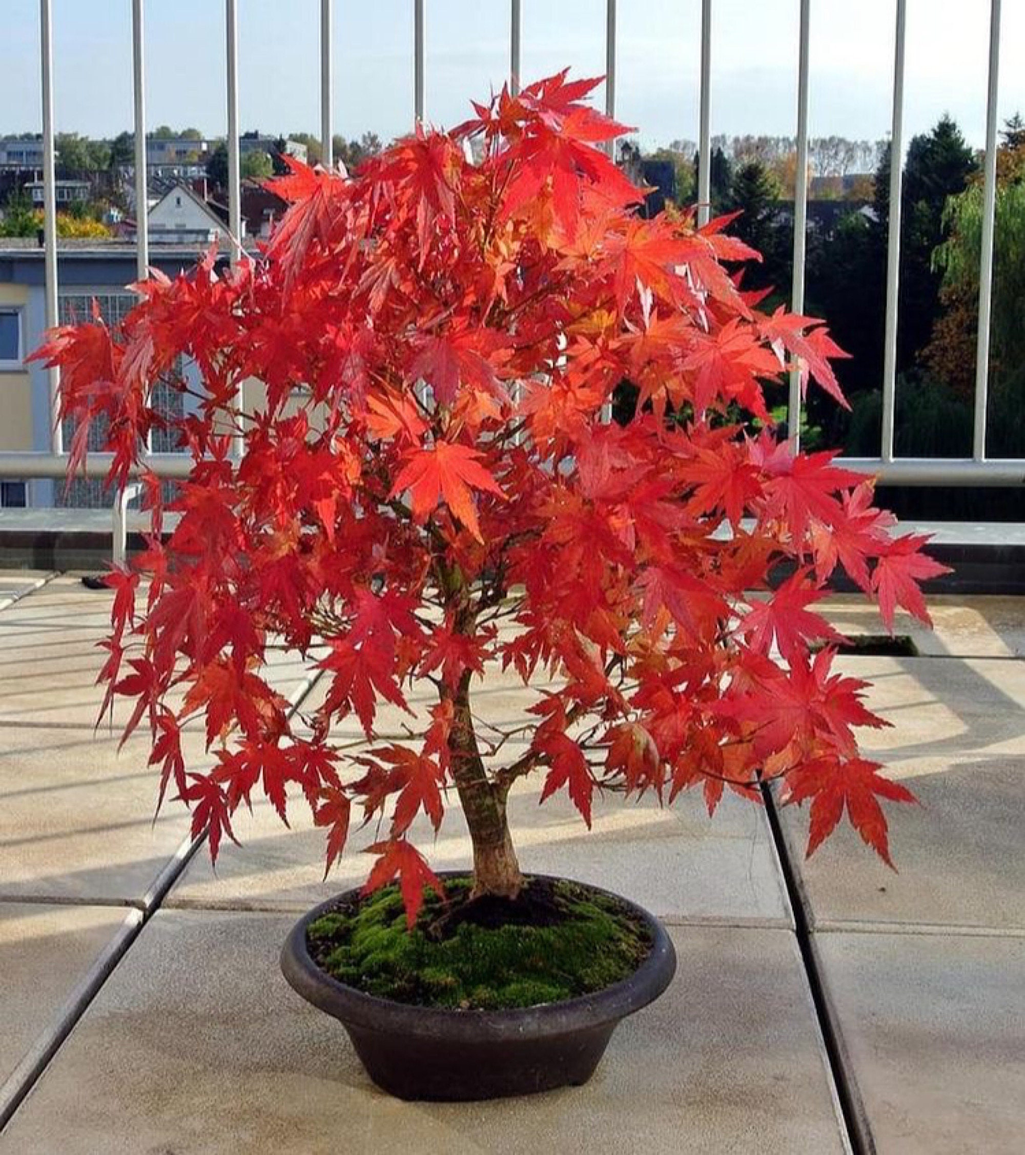 Red Japanese Maple Bonsai Seeds | 10pk 91% Germination W