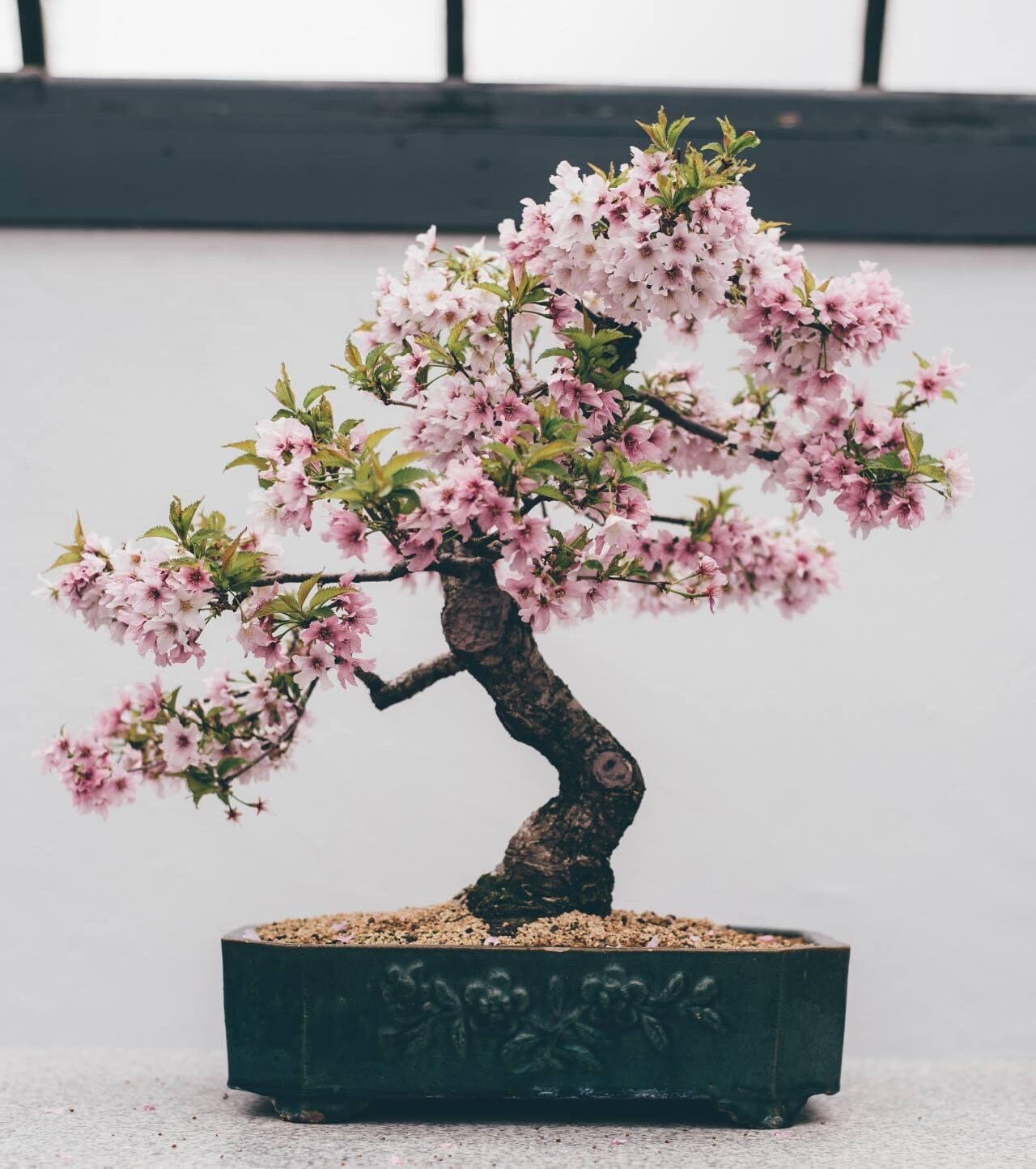Weeping Cherry Bonsai Seeds | 10pk W INSTRUCTIONS 91% Germination