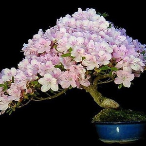 Japanese Cherry Bonsai seeds | 10pk W INSTRUCTIONS on germination (Flowering)