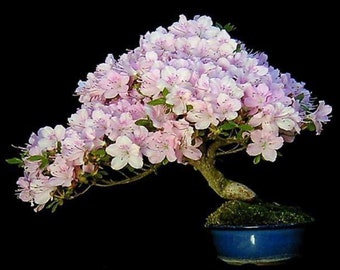 Japanese Cherry Bonsai seeds | 10pk W INSTRUCTIONS on germination (Flowering)