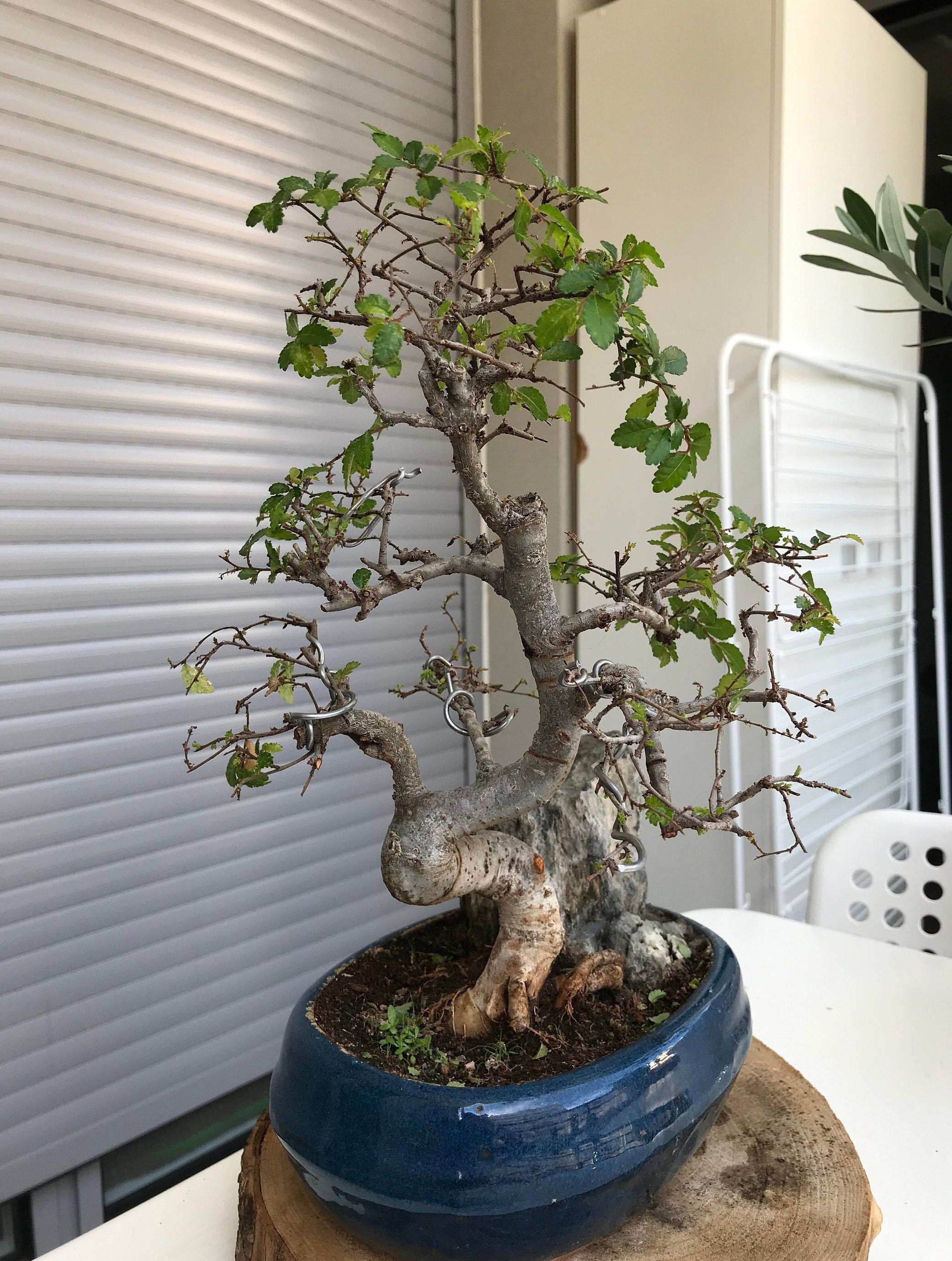 Chinese Elm Bonsai Seeds | 10pk 83% Germination W Instructions - Etsy