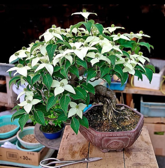 Dogwood Bonsai Seeds | 10pk 95% Germination W Instructions (flowering) -  Etsy