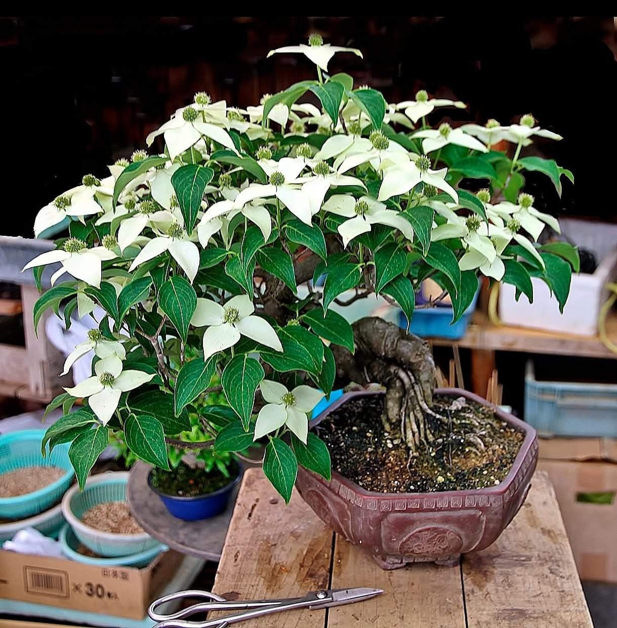 Dogwood Bonsai Seeds 10pk 95 Germination W Instructions Etsy