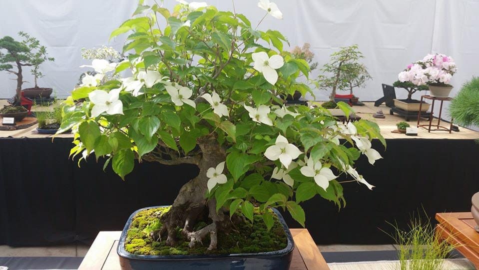 faux money tree Faux Potted Money Tree, 7 ft