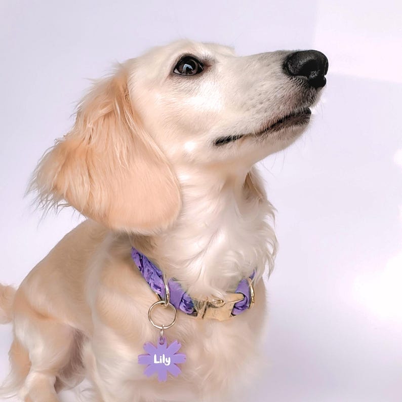 May include: A light-colored dog wearing a purple floral collar and a matching tag. The tag is shaped like a flower and has the name "Lily" on it. The dog is looking up, with its ears perked.