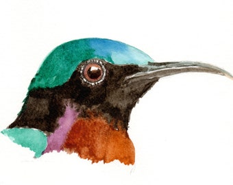 Copper-throated Sunbird, wall art, downloadable, print at home, bird art, print, bird head, digital art