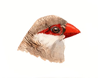 Common Waxbill, wall art, downloadable, print at home, bird art, print, bird head, digital art