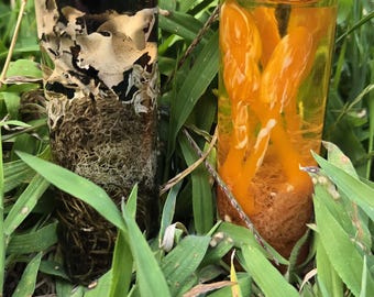 The Last of Us Cordyceps