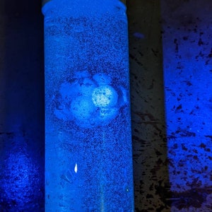 Isotopo quantistico di Fallout
