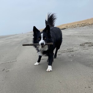 Op de afbeelding: Een zwart-witte border collie met een witte borst en poten rent op een zandstrand. De hond houdt een stok in zijn bek.