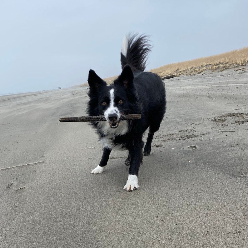 Op de afbeelding: Een zwart-witte border collie met een witte borst en poten rent op een zandstrand. De hond houdt een stok in zijn bek.