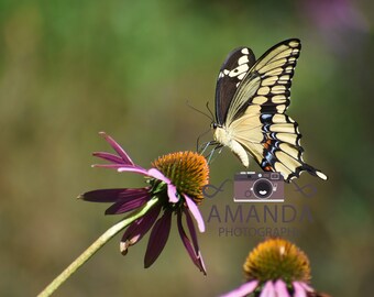 Butterfly Photograph