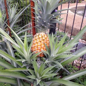 May include: A close-up of a ripe pineapple growing in a tropical garden. The pineapple is surrounded by green leaves and is ready to be harvested.